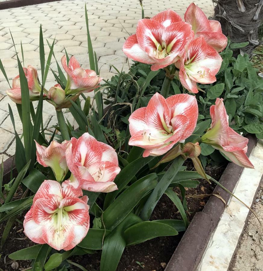 Palme Villa Poreč Kültér fotó